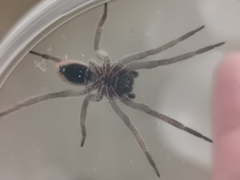 Centroctenus brevipes