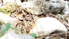 Sphaerodactylus argus