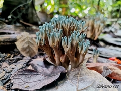 Phaeoclavulina cyanocephala