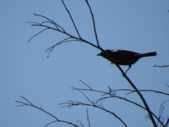 Molothrus rufoaxillaris