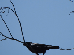Molothrus rufoaxillaris