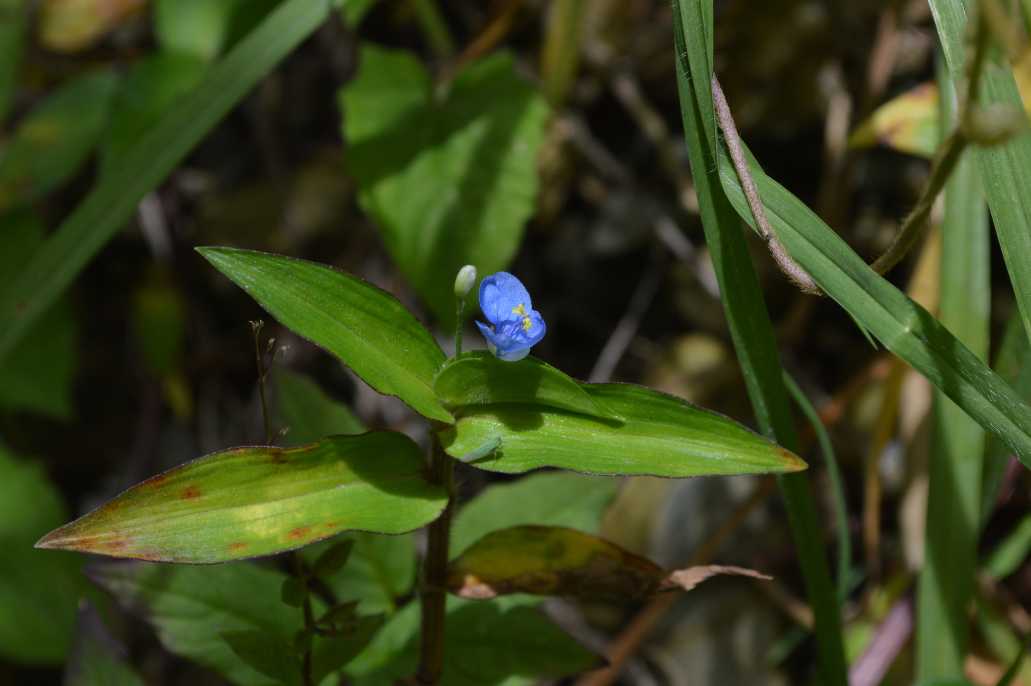 Commelina diffusa image