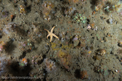 Allostichaster capensis