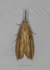 Hypena longipennis