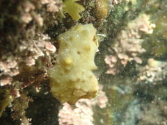Colpomenia tuberculata
