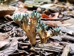 Phaeoclavulina cyanocephala