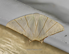 Ourapteryx sciticaudaria