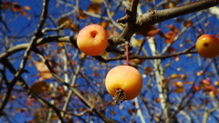 Malus