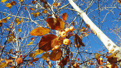 Malus