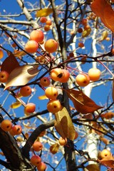 Malus