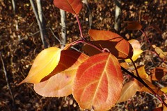 Malus