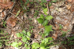 Alchornea ilicifolia