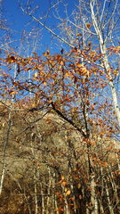 Malus
