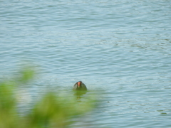 Gallinula galeata