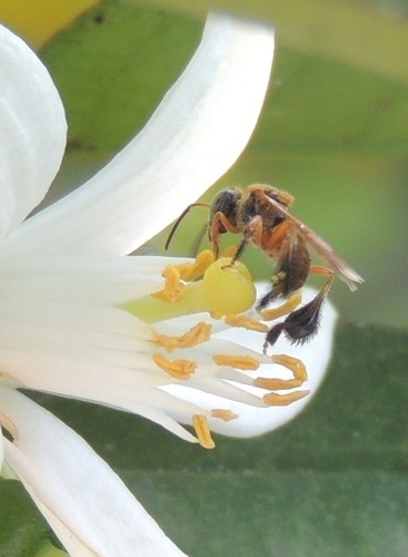 Frieseomelitta varia