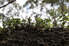 Coleus habrophyllus
