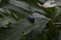 Asphaera albomarginata