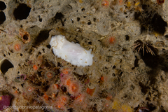 Diaulula punctuolata