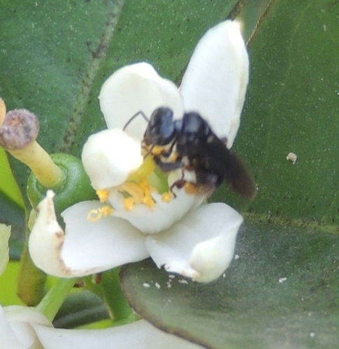 Spiny-legged Stingless bee