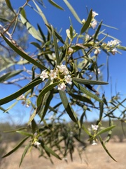 Myoporum platycarpum platycarpum