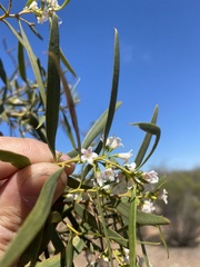 Myoporum platycarpum platycarpum