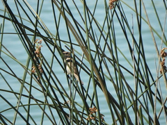 Passer domesticus