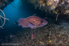 Acanthistius patachonicus