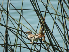 Passer domesticus
