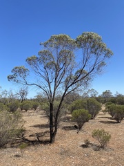 Myoporum platycarpum platycarpum