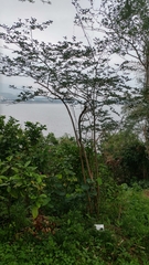 Lagerstroemia indica