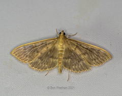 Herpetogramma