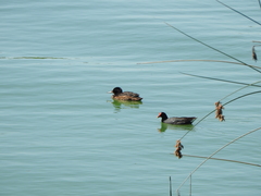 Gallinula galeata