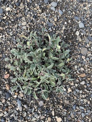 Phacelia secunda
