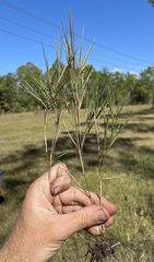 Dichanthelium aciculare