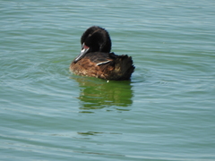 Heteronetta atricapilla