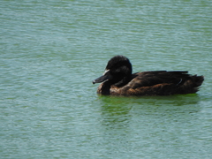 Heteronetta atricapilla