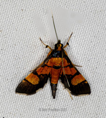 Aethaloessa