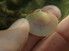 Semele rubropicta