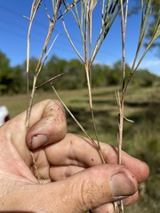Dichanthelium aciculare
