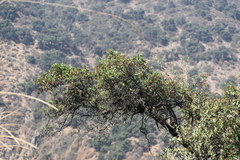 Escallonia resinosa