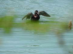 Heteronetta atricapilla