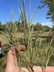 Dichanthelium aciculare