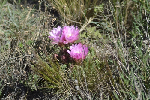 Gymnocalycium monvillei ssp. achirasense