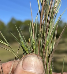Dichanthelium aciculare