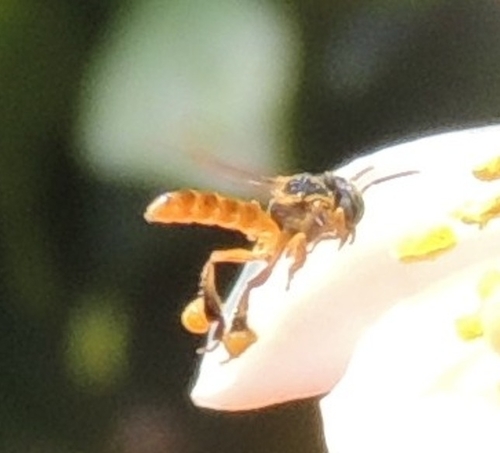Narrow Stingless Bee