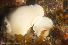 Diaulula punctuolata