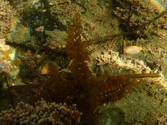 Sargassum horneri