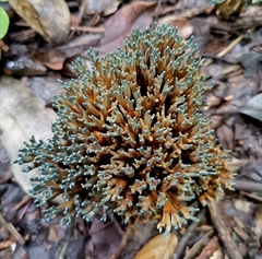 Phaeoclavulina cyanocephala