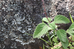 Coleus habrophyllus
