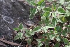 Coleus habrophyllus